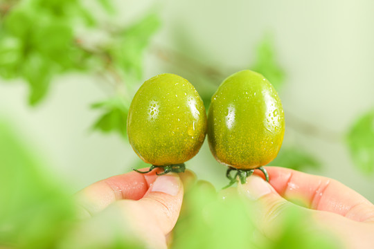 青口蜜小番茄