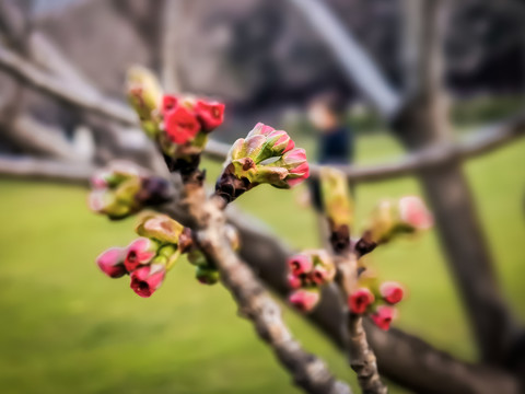 榆叶梅花苞