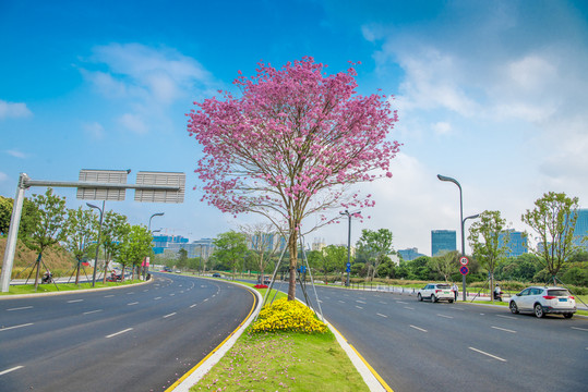 光明区华裕路紫花风铃