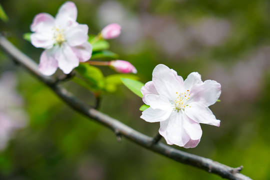 春暖花开