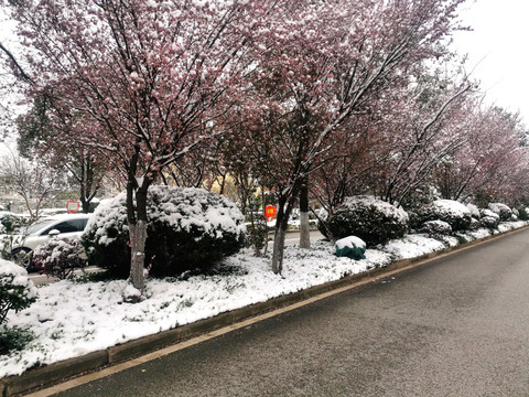 雪中樱花道路中央绿化带