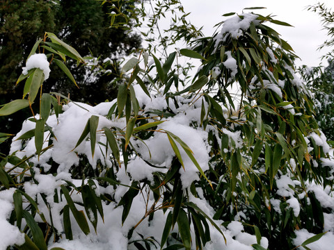 雪中翠竹叶