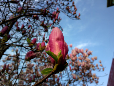 玉兰花