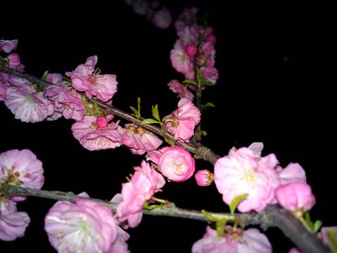 梅花