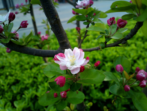 海棠花