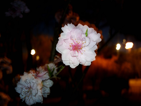 碧桃花