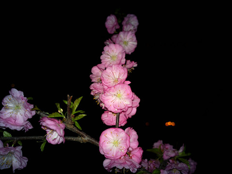 梅花