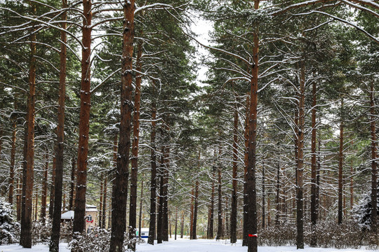 冬日雪景银装素裹瑞雪丛林油画