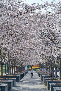 樱花隧道