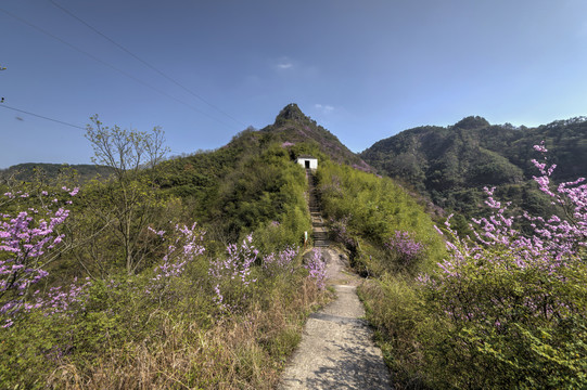 浙江兰溪转轮岩山路紫荆花