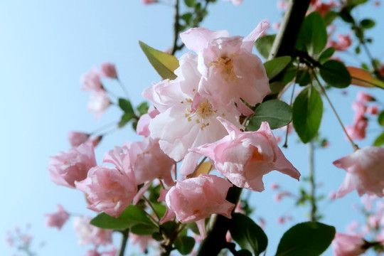 垂丝海棠花