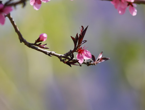 梨花