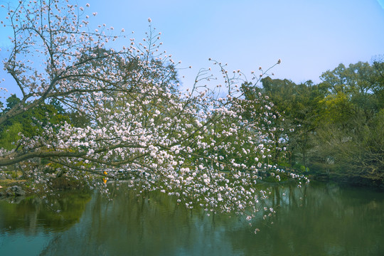 杭州西湖花岗观鱼樱花