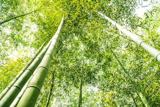 竹林天空