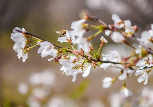 樱花