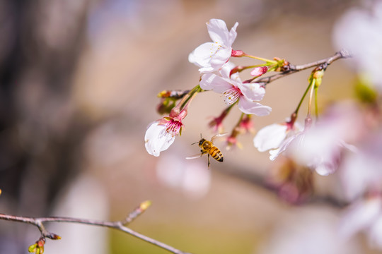 樱花