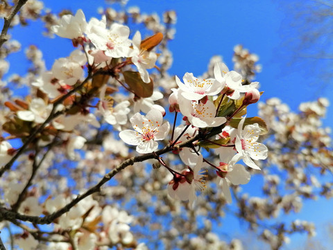 紫叶李花