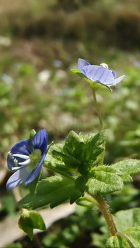 鲜花