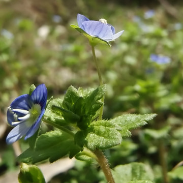 鲜花