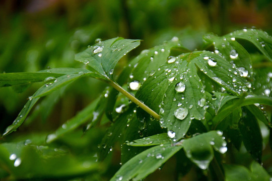 雨珠