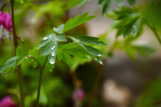 雨珠花影