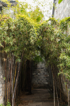 古镇园林设计绿色植物竹林