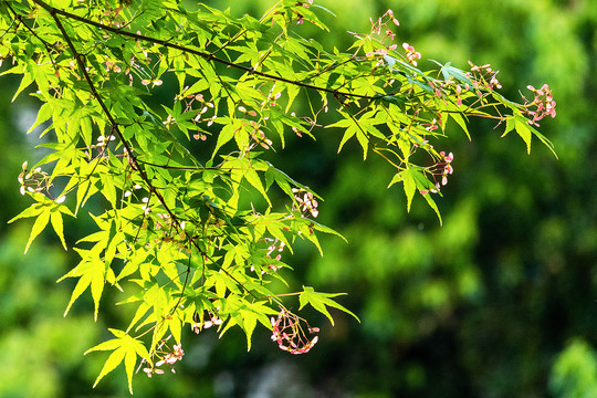 春天绿色植物树叶树木发芽