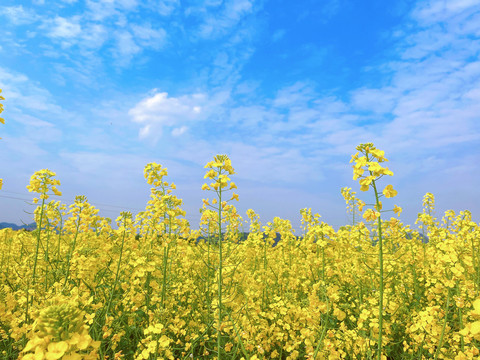 油菜花海