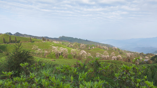 蓝天白云泡桐花蜿蜒茶山风光