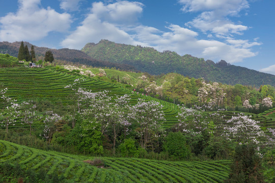 蓝天白云光影茶山风光