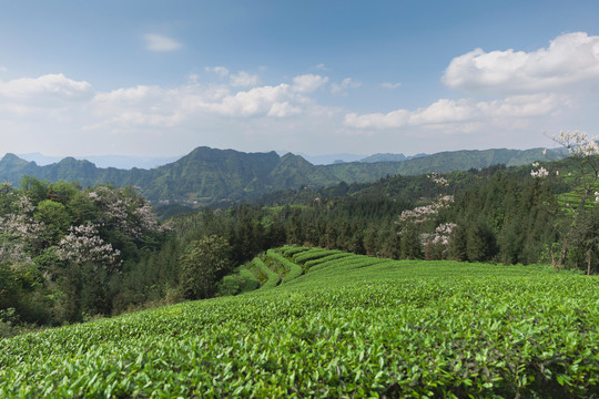 蓝天白云蜿蜒茶山风光