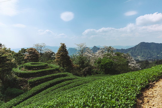 蓝天白云蜿蜒茶山风光