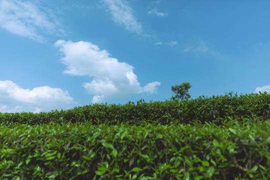 蓝天白云蜿蜒茶山风光