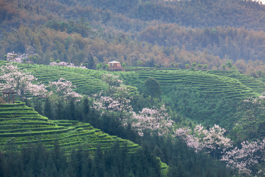 蜿蜒茶山泡桐花茶山风光