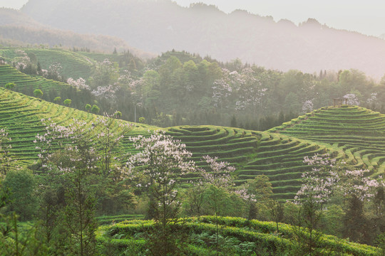 蜿蜒茶山泡桐花茶山风光