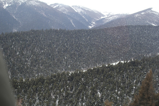 冬季雪山丛林