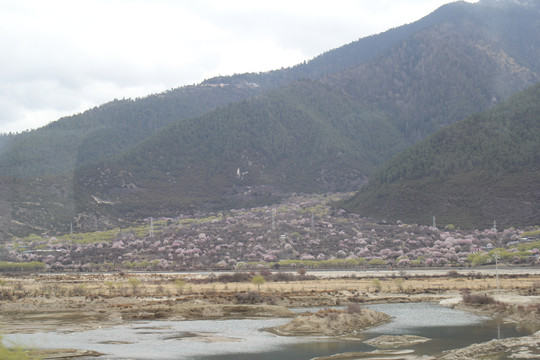 峡谷桃花河流