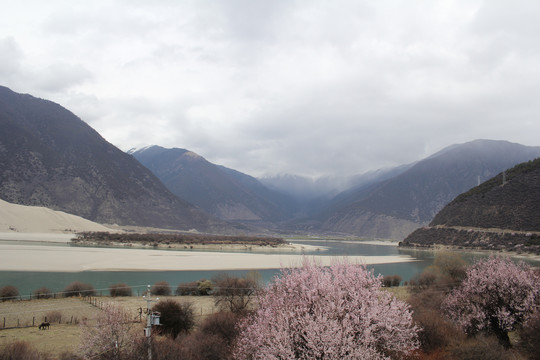 雪山河流桃花春天