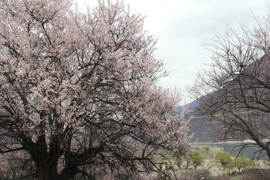 西藏桃花