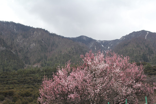 桃花春意