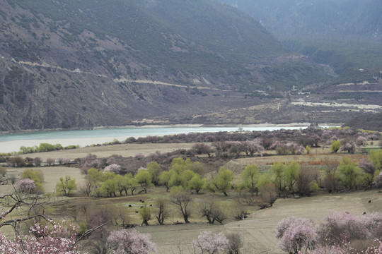 雪山田园桃花