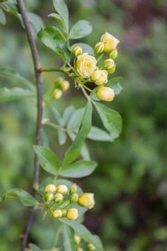 木香花