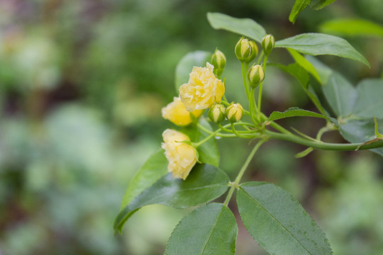 木香花