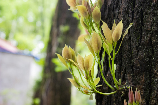 香樟芽