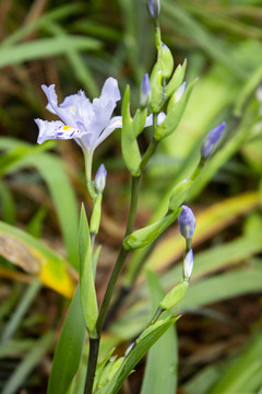 鸢尾花