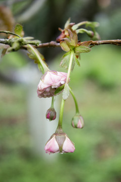 樱花花蕾