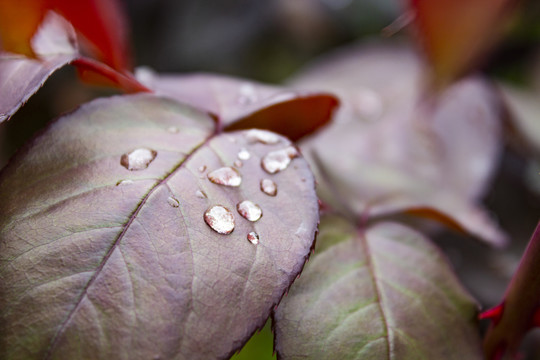 雨后玫瑰叶