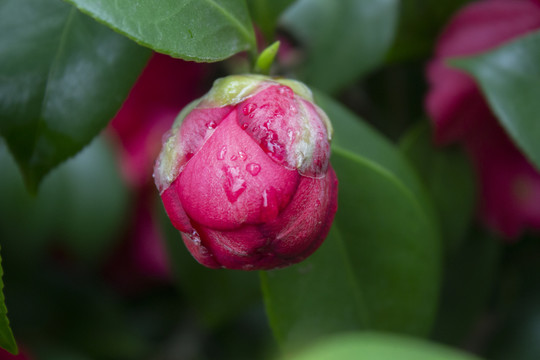 山茶花