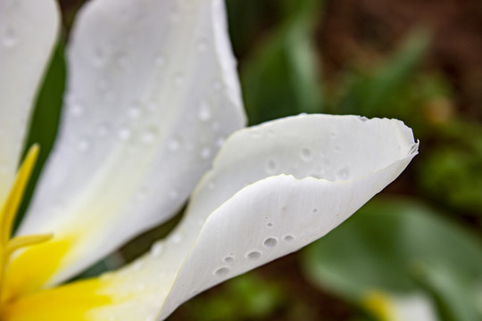 雨后郁金香