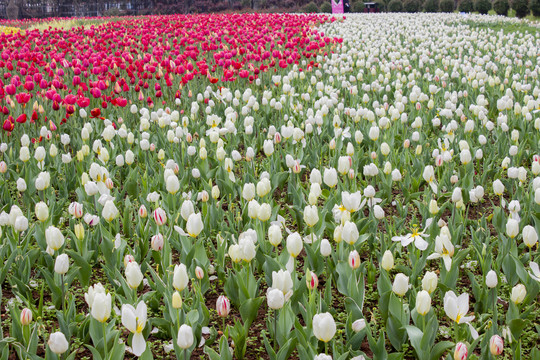 郁金香花海